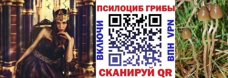 Купить где  Малгобек  Псилоцибиновые грибы Psilocybe 